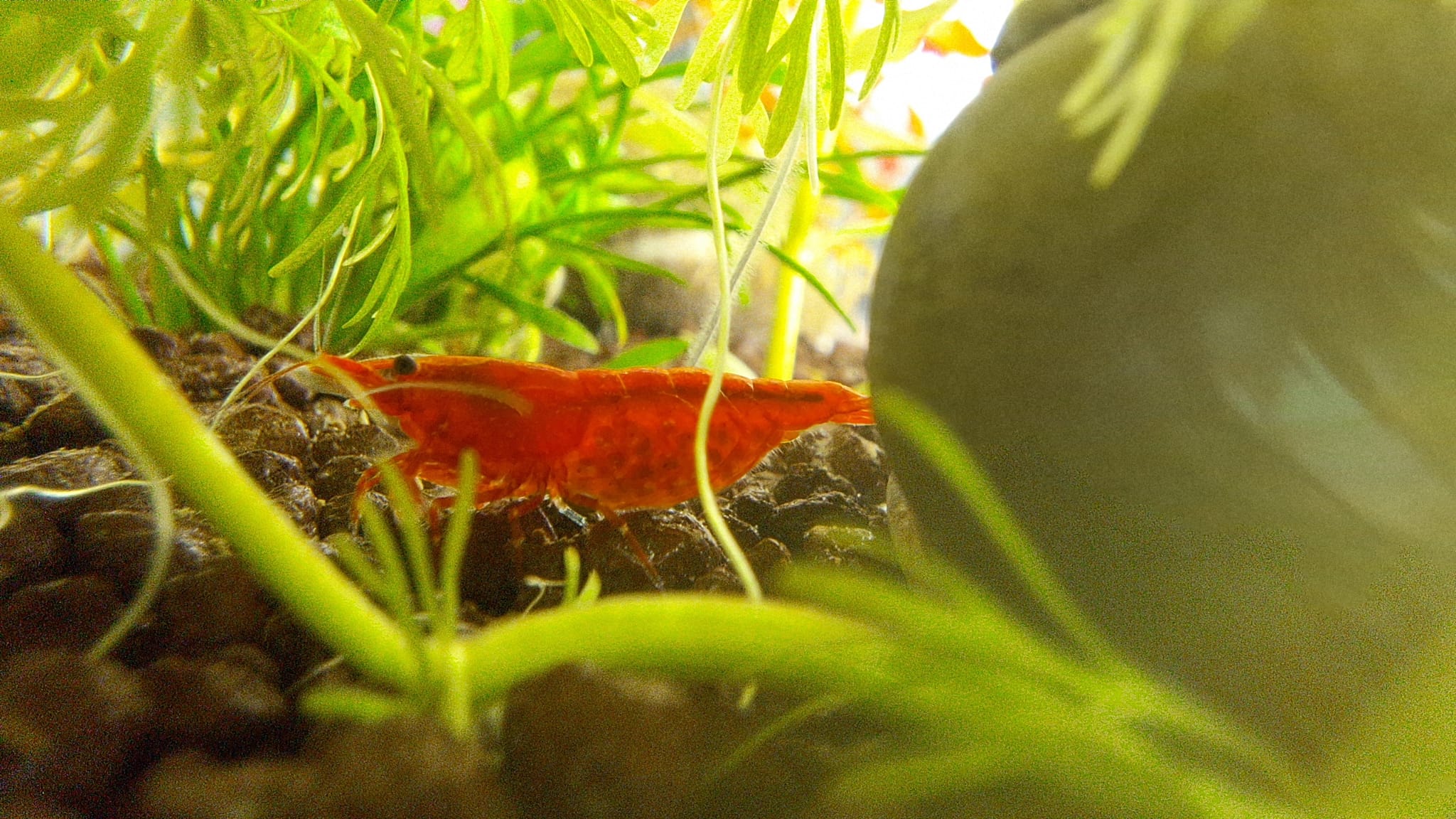 Berried red cherry shrimp